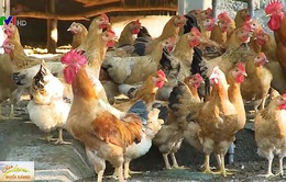 Ngành chăn nuôi gặp khó do gà nhập khẩu giá rẻ