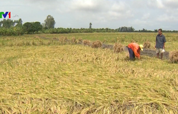 Hàng trăm ha lúa ở Kiên Giang mất trắng do mưa dầm
