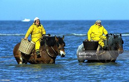 Dùng ngựa kéo lưới đánh tôm biển ở Bỉ