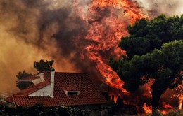 Cháy rừng dữ dội ở Hy Lạp: Số người chết lên đến 50 người