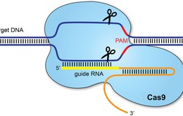 Công nghệ chỉnh sửa gen có thể làm thay đổi cấu trúc ADN