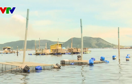 Phú Yên: Phân cấp xã trong quản lý hồ sơ, thống kê số lượng nuôi trồng thủy sản