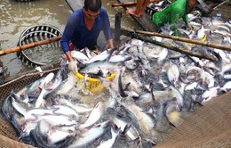 Nhiều tờ báo mạng tại Romania đăng thông tin không chính xác về cá tra Việt Nam