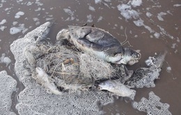 Dư luận phẫn nộ với clip rùa biển bị sát hại