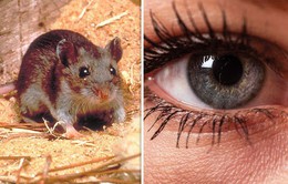 Thành công khôi phục thị lực ở chuột nhờ liệu pháp gen