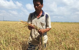 Hơn 5.000ha cây trồng ở Bình Thuận bị thiệt hại do nắng hạn