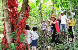 Những vườn cây đỏ trên cao nguyên