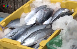 Ngư dân bị ép giá bán cá ngừ