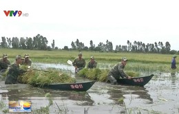 Bộ đội Biên phòng Kiên Giang giúp dân thu hoạch lúa chạy lũ