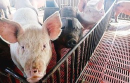 Dịch tả lợn ở Trung Quốc có thể lan sang các nước láng giềng