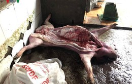 Đồng Nai: Bắt quả tang lò mổ lợn chết, bốc mùi