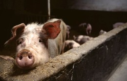 Trung Quốc ngăn chặn khẩn cấp dịch cúm lợn châu Phi