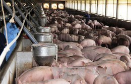 Giá lợn hơi tại Đồng Nai cao đột ngột