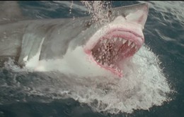 Cận cảnh nhà khoa học suýt bị cá mập ăn thịt