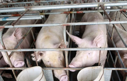 Trung Quốc triển khai nhiều biện pháp ngăn dịch cúm lợn châu Phi