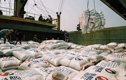 Xuất khẩu gạo cán mốc 4,4 triệu tấn