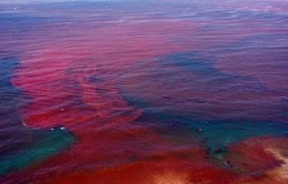 Thủy triều đỏ đe dọa biển Florida, Mỹ