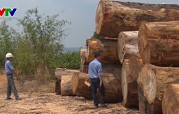 Kon Tum kiến nghị sớm kết luận vụ tự ý vận chuyển gỗ tang vật