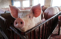 Trung Quốc siết chặt kiểm soát vận chuyển lợn