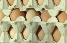 Mỹ: Thu hồi trứng gà công nghiệp nghi nhiễm khuẩn salmonella