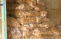 Yêu cầu chuyển gần 300 tấn khoai tây Trung Quốc ra khỏi chợ Đà Lạt