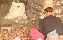 Vẫn còn khoai tây Trung Quốc tại chợ nông sản Đà Lạt
