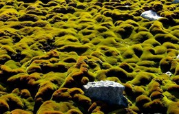 Hàng loạt rêu phong cổ tại Nam Cực biến mất do biến đổi khí hậu