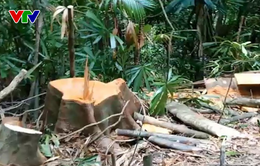 Truy cứu trách nhiệm vụ phá rừng phòng hộ A Lưới, Thừa Thiên Huế