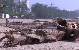 Sau mưa lũ, bãi biển Sầm Sơn ngập thân cây, củi gỗ