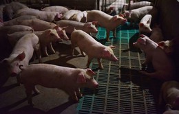Trung Quốc tuyên bố đã kiểm soát dịch cúm lợn châu Phi