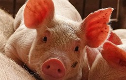 Nguy cơ đứt đoạn cung cầu thịt lợn tại Trung Quốc