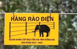 Hàng rào điện ngăn voi rừng đầu tiên của Việt Nam