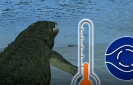 Cách sinh tồn độc đáo của cá sấu trong giá lạnh tại Mỹ