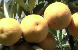 Nghệ An: Độc đáo cây cam hơn 1.000 trái