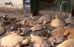 Yêu cầu điều tra bổ sung vụ tàng trữ xác rùa biển tại Nha Trang