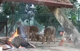 Vườn thú Hà Nội thực hiện các biện pháp chống rét