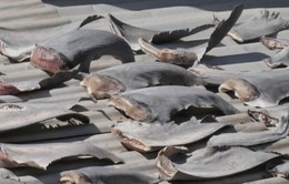 Bộ Công Thương yêu cầu báo cáo vụ phơi vây cá mập