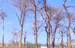 Gia Lai: Hàng trăm cây thông cổ thụ bị "bức tử"