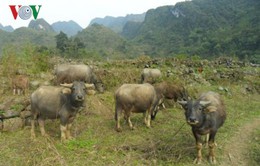 Gần 260 con gia súc tại Cao Bằng chết do rét đậm, rét hại