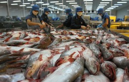 Xuất khẩu cá tra đạt mức kỷ lục 2,3 tỷ USD