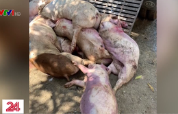 Phát hiện gần 3,5 tấn thịt lợn chết, lợn bệnh ở cơ sở giết mổ