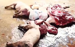 Củng cố hồ sơ, đề nghị khởi tố đối tượng giết mổ, tiêu thụ lợn chết tại Vĩnh Phúc
