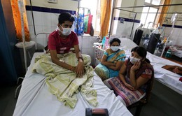 40 người tử vong vì cúm lợn tại miền Tây Ấn Độ