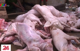 Thu giữ gần 1 tấn thịt lợn bệnh, lợn bẩn ở Đồng Nai