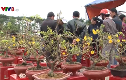 Sôi động thị trường hoa Tết ở Quảng Ngãi