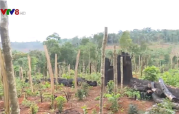 Tây Nguyên: Đất rừng bị lấn chiếm để trồng cây công nghiệp