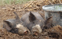 Pháp xây hàng rào 30km ngăn lợn rừng mang virus tả lợn