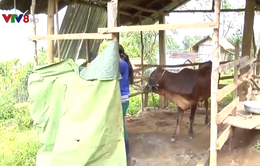 Tăng cường phòng chống rét cho đàn gia súc ở Quảng Ngãi