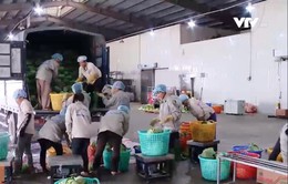 Doanh nghiệp Việt xuất khẩu rau trực tiếp sang Nhật Bản
