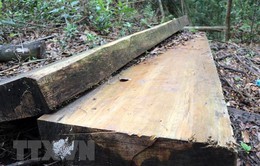 Lâm Đồng: Khởi tố đối tượng khai thác 28m3 gỗ quý trong rừng phòng hộ